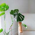 Eco‑Friendly Potting: Sustainable Materials and Practices for Your Indoor Garden