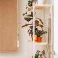 Elevating Your Space: The Art of Incorporating Vertical Gardens