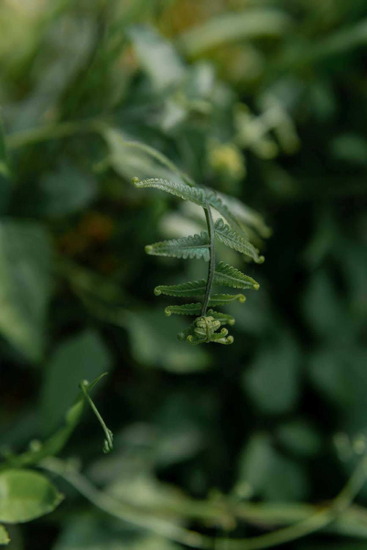 Featured image of post Ferns Beyond Boston: Care and Calm with Maidenhair Fern (Adiantum raddianum)