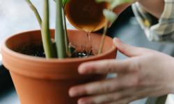 Featured image of post Humidity Heroes: Pebble Trays and Plant Grouping for Calathea and Friends