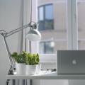 Integrating Air‑Purifying Plants in Home Workspaces for Focus and Calm