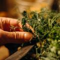 Microgreen Magic: Cultivating Tiny Greens for Daily Nourishment and Mindfulness