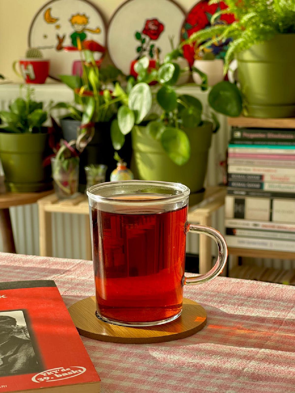 Featured image of post Mindful Plant Care: Developing a Gentle Routine for Your Green Companions