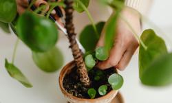 Featured image of post Mindful Pruning: How to Shape Your Indoor Plants for Health and Calming Rituals