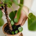 Mindful Pruning: How to Shape Your Indoor Plants for Health and Calming Rituals