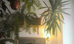 Featured image of post Nature-Inspired Practices for Daily Stress Relief with Houseplants