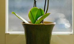 Featured image of post Orchids in Everyday Light: Simple Tips for Phalaenopsis Orchid Care and Seasonal Adjustments