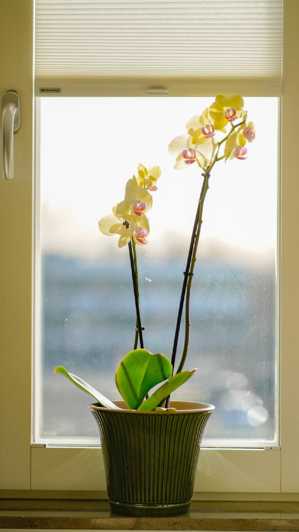 Featured image of post Orchids in Everyday Light: Simple Tips for Phalaenopsis Orchid Care and Seasonal Adjustments