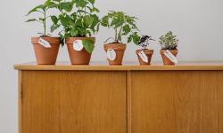 Featured image of post Pet-Safe Edibles: Growing Non-Toxic Vegetables and Herbs Indoors