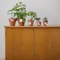 Pet-Safe Edibles: Growing Non-Toxic Vegetables and Herbs Indoors