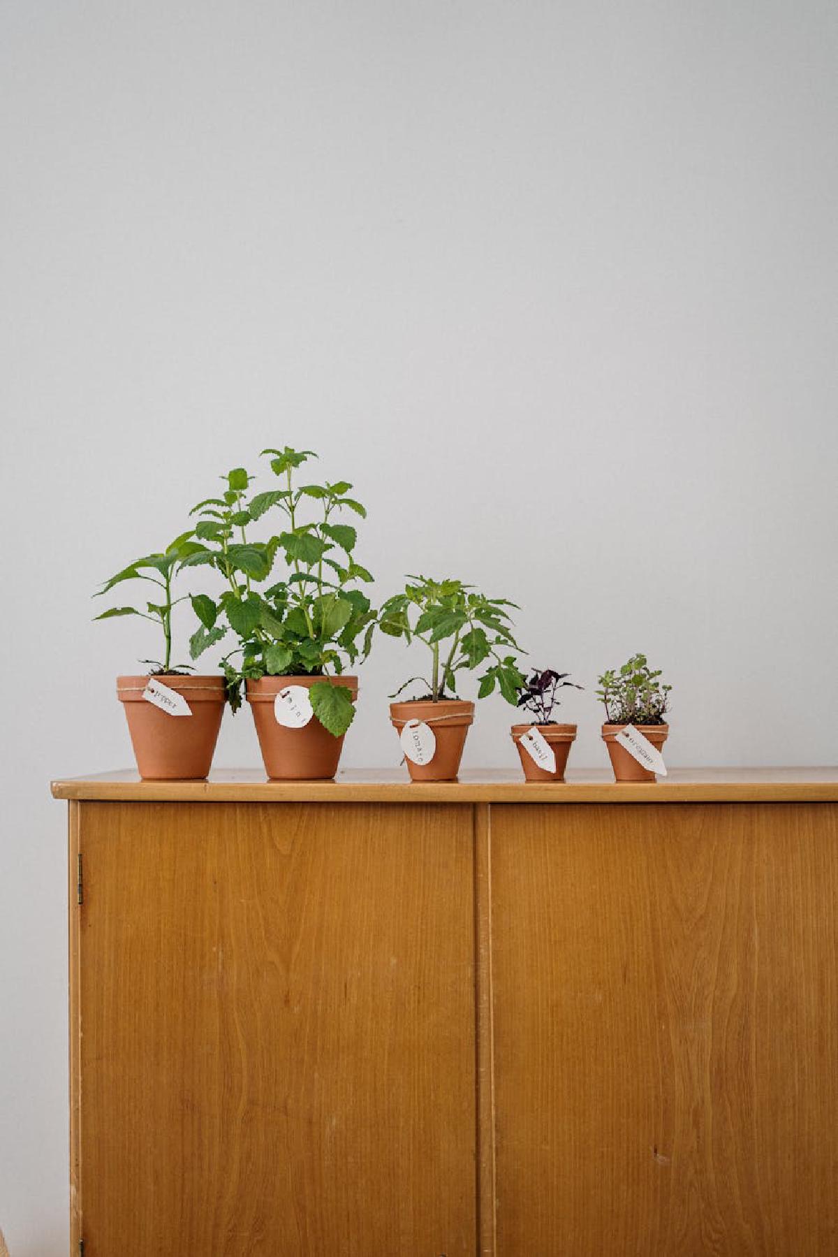 Featured image of post Pet-Safe Edibles: Growing Non-Toxic Vegetables and Herbs Indoors