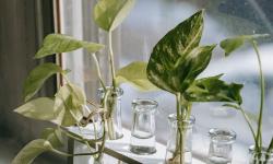 Featured image of post Propagating Pothos (Epipremnum aureum) Through Stem Cuttings: A Step‑by‑Step Guide
