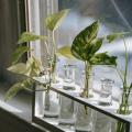 Propagating Pothos (Epipremnum aureum) Through Stem Cuttings: A Step‑by‑Step Guide