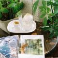 Quiet Space, Rich Soil: Creating a Personal Plant Sanctuary for Mindful Reflection