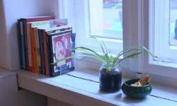 Featured image of post Quietly Blooming: Cultivating Indoor Flowers for Year-Round Joy