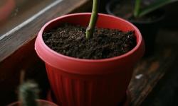 Featured image of post Seasonal Leaf Color Changes as Mindful Observation