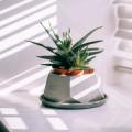 Seasonal Rotation for Succulents: Transitioning Aloe and Haworthia Across Light and Temperature