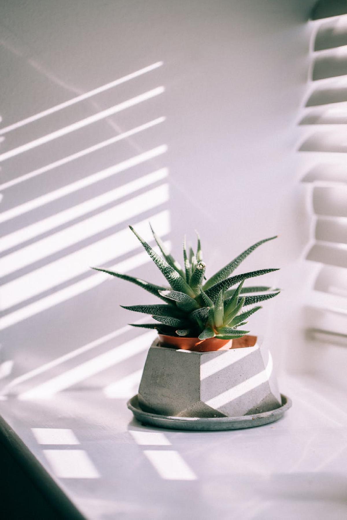 Featured image of post Seasonal Rotation for Succulents: Transitioning Aloe and Haworthia Across Light and Temperature
