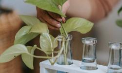 Featured image of post Slow-paced Propagation Sessions as a Mindful Practice