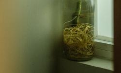 Featured image of post Small Acts of Green: Daily Gentle Touches for Plant Well-being