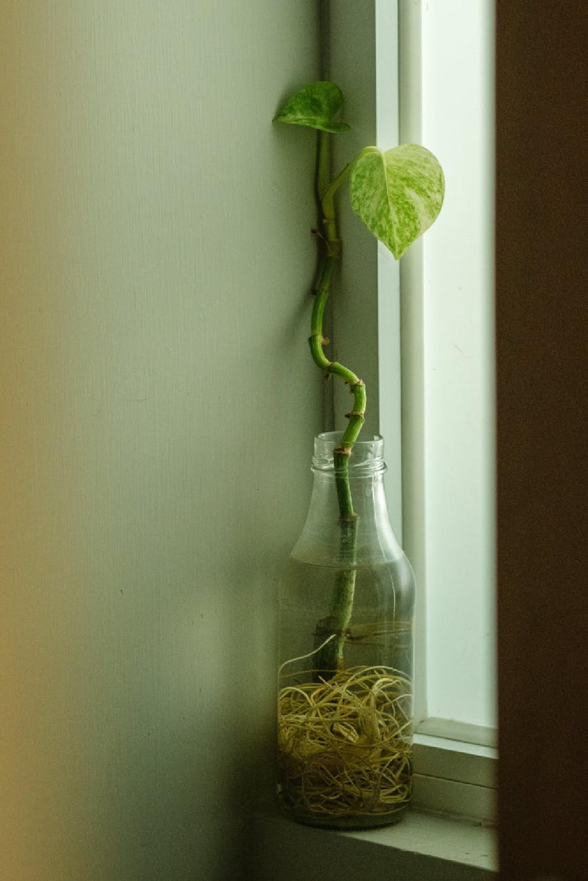 Featured image of post Small Acts of Green: Daily Gentle Touches for Plant Well-being