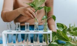 Featured image of post Small-Scale Propagation Hacks for Growing Your Indoor Jungle
