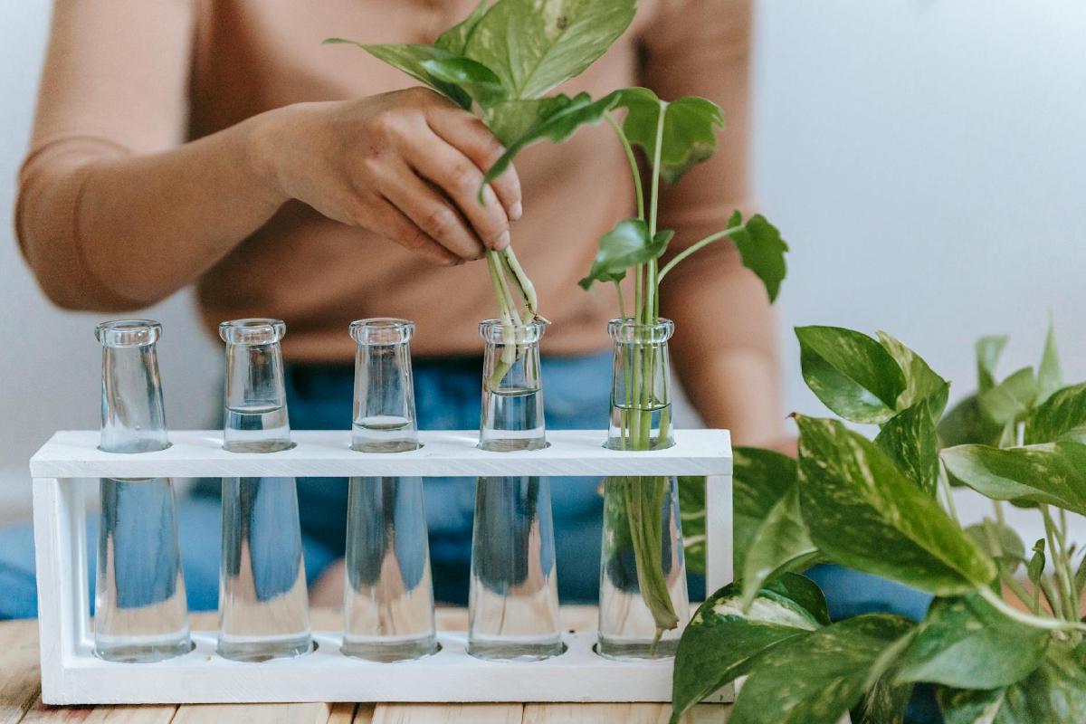 Featured image of post Small-Scale Propagation Hacks for Growing Your Indoor Jungle