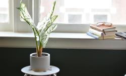 Featured image of post Soothing Sensitive Plants: Choosing Varieties for Calm Indoor Spaces