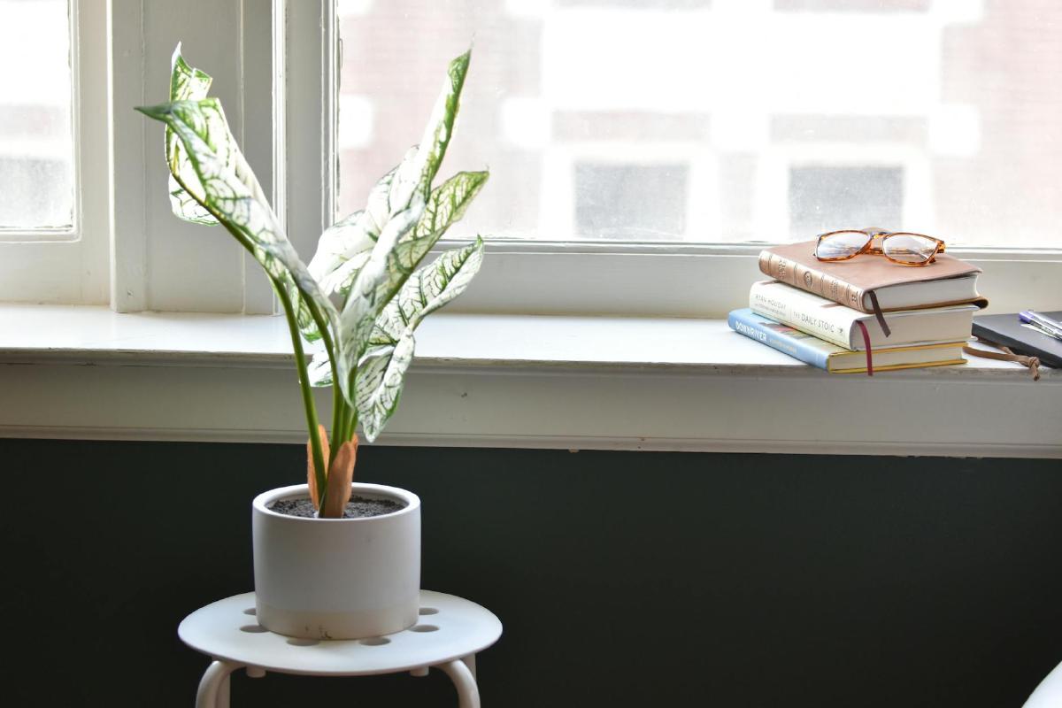 Featured image of post Soothing Sensitive Plants: Choosing Varieties for Calm Indoor Spaces