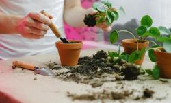 Featured image of post The Art of Layered Soil Mixes: Tailoring Substrates for Optimal Houseplant Health