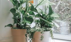 Featured image of post The Charm of Anthuriums: Caring for Their Glossy, Heart-Shaped Leaves Indoors