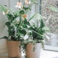 The Charm of Anthuriums: Caring for Their Glossy, Heart-Shaped Leaves Indoors