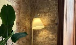 Featured image of post The Quiet Strength of ZZ Plants: Low‑Light Survivors with Simple, Steady Needs