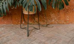 Featured image of post The Subtle Art of Seasonal Leaf Cleaning for Healthier Houseplants