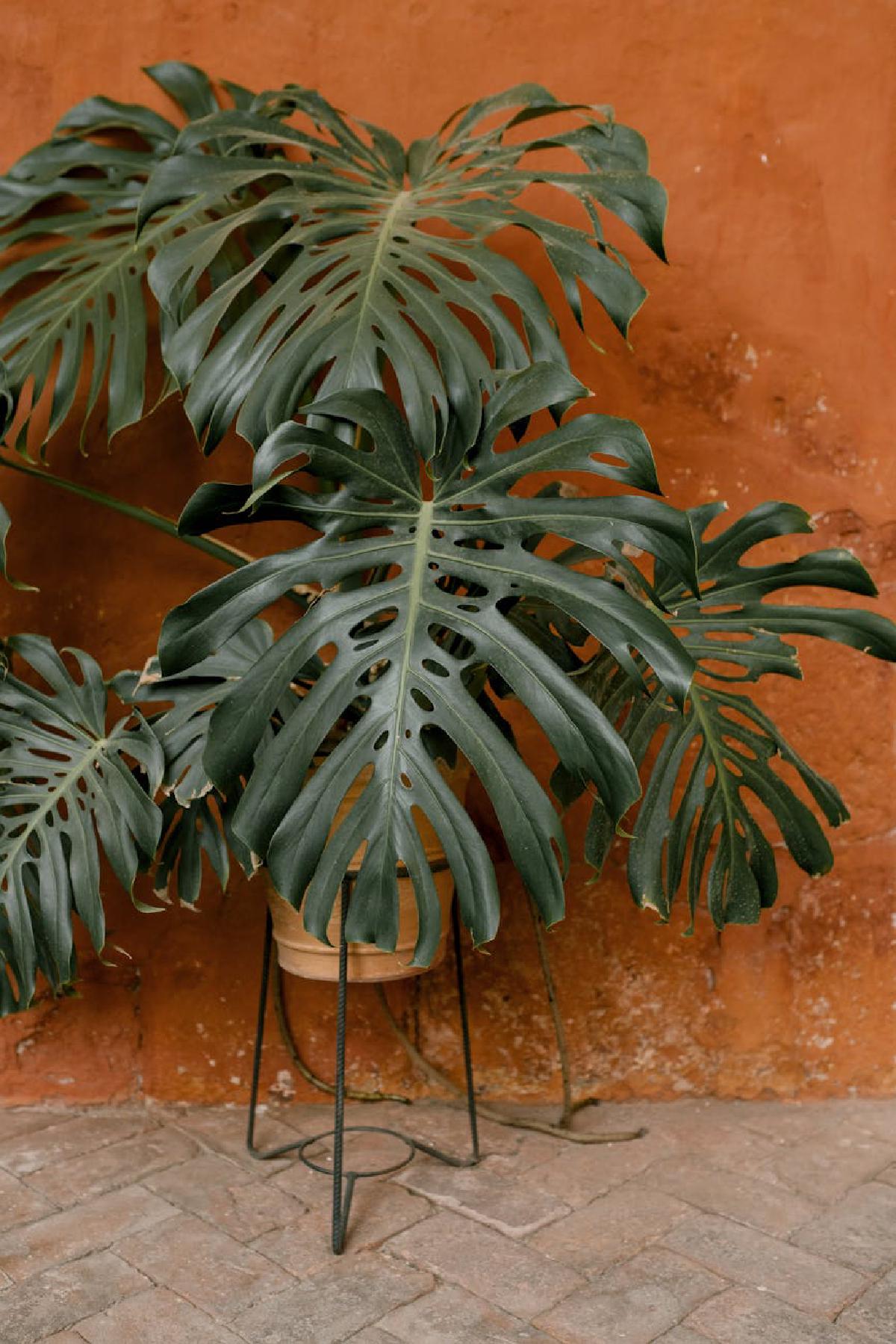 Featured image of post The Subtle Art of Seasonal Leaf Cleaning for Healthier Houseplants