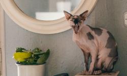 Featured image of post Toxic or Tender? A Responsible Guide to Popular Houseplants Safe Around Pets