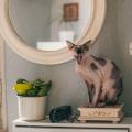 Toxic or Tender? A Responsible Guide to Popular Houseplants Safe Around Pets