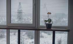 Featured image of post Understanding Dormancy: How to Support Your Houseplants’ Rest Periods